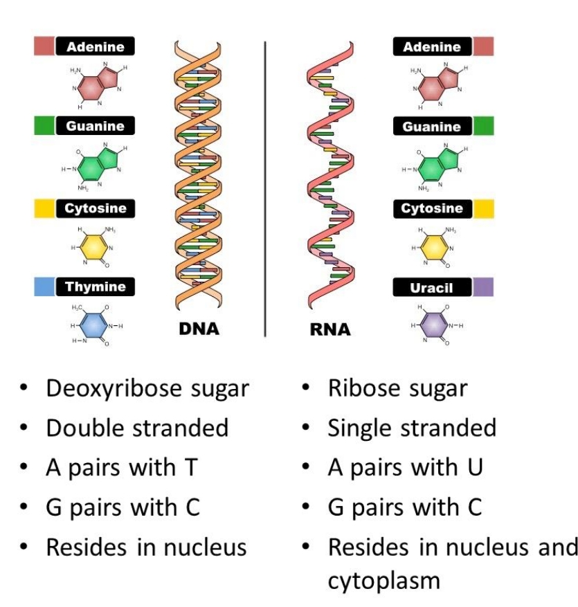 ביומולקולרית-הבדלים_דנא_רנא.jpg|center|300