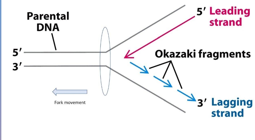 ביומולקולרית-כיווניות_שעתוק.jpg|center|300