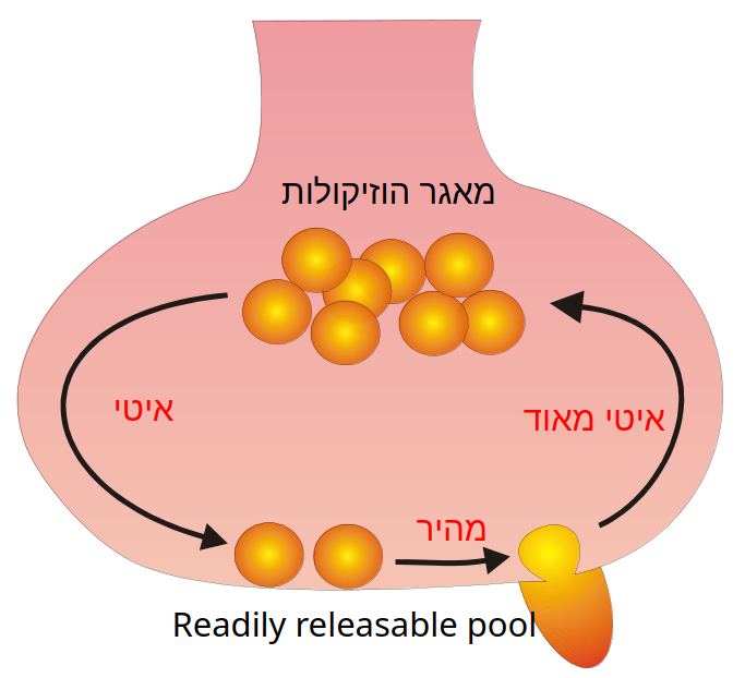 נוירופיזיולוגיה-מאגרי_הוזיקולות.png|center|350