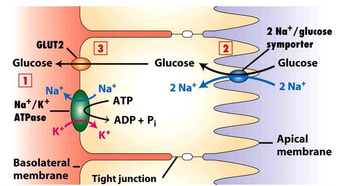 נוירופיזיולוגיה-מולטיטרנספורט_אפיתל_המעי.jpg|center|300