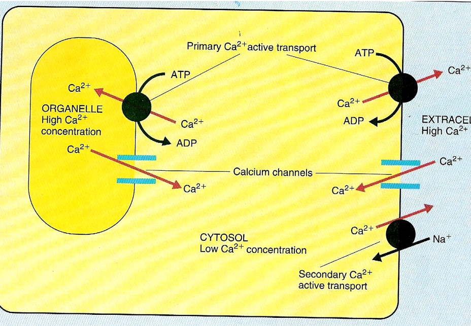 נוירופיזיולוגיה-מולטיטרנספורט_קלציום.jpg|center|300