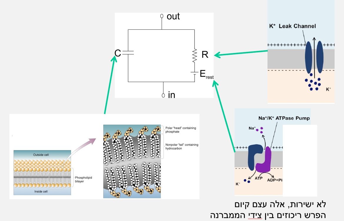 נוירופיזיולוגיה-מעגל_חשמלי_אקוויולנטי.jpg|center|400