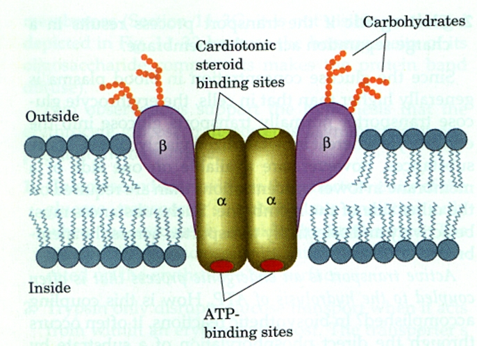 נוירופיזיולוגיה-משאבת_נתרן_אשלגן.jpg|center|300