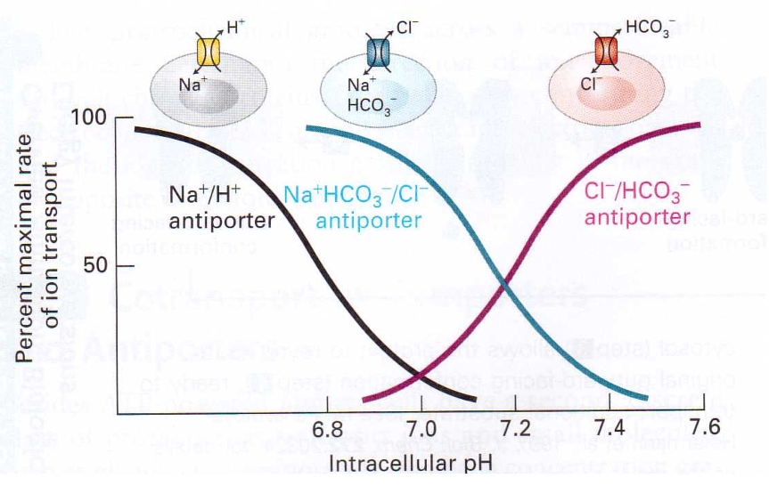 נוירופיזיולוגיה-נשאי_אקסציינג.jpg|center|300
