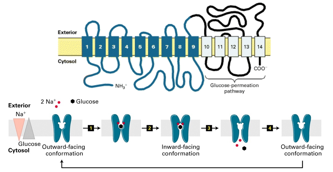 נוירופיזיולוגיה-נשא_נתרן_גלוקוז.jpg|center|400