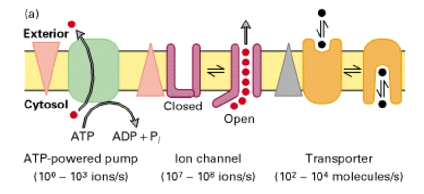 נוירופיזיולוגיה-סוגי_טרנספורטרים.jpg|center|350