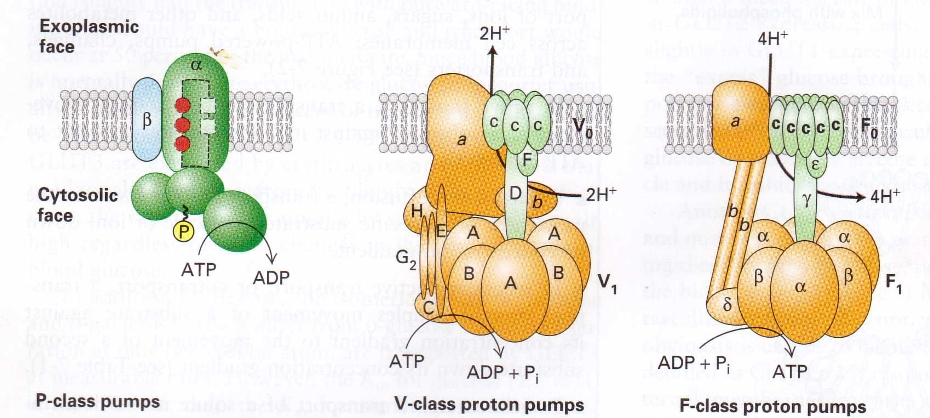 נוירופיזיולוגיה-סוגי_משאבות.jpg|center|400