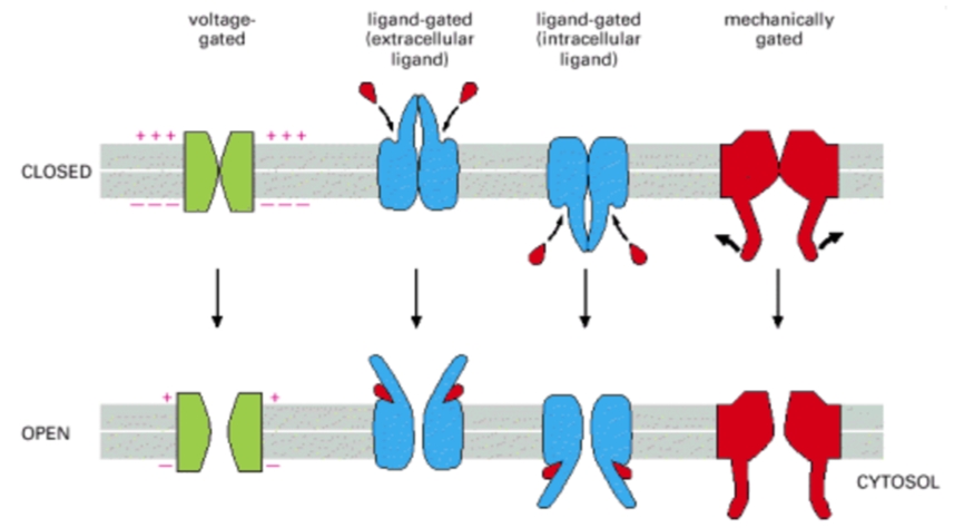 נוירופיזיולוגיה-סוגי_תעלות.jpg|center|400