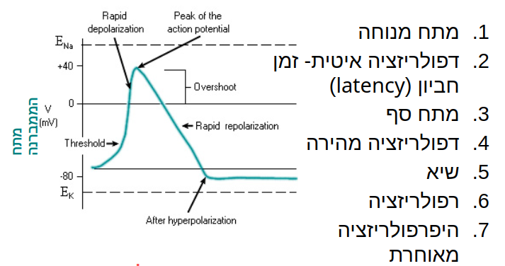 נוירופיזיולוגיה-פוטנציאל_פעולה_שלבים.png|center|400
