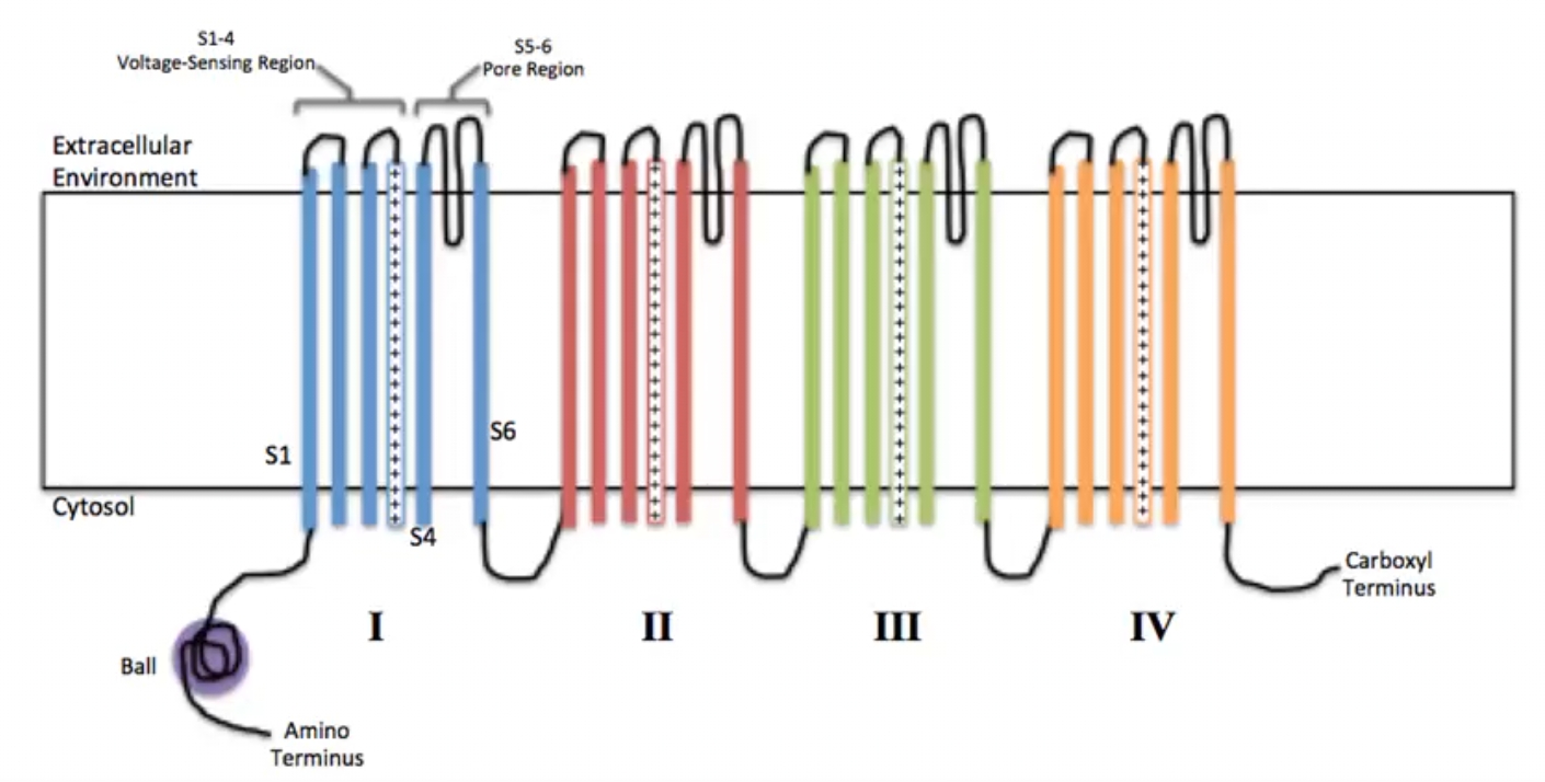 נוירופיזיולוגיה-תעלות_מופעלות_חשמל.jpg|center|400